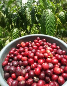 Sejarah Kopi Bengkulu: Nikmatnya Kopi Luwak Berkualitas Dunia!