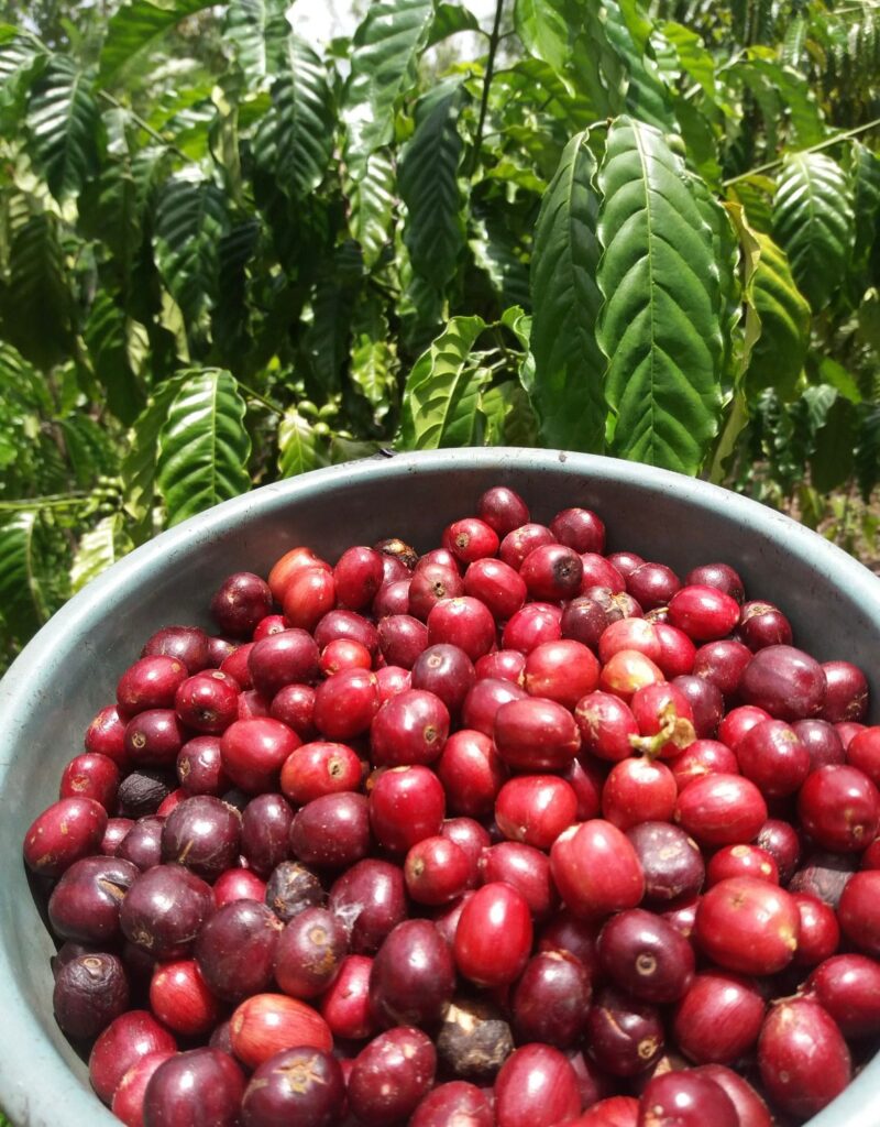 Sejarah Kopi Bengkulu: Nikmatnya Kopi Luwak Berkualitas Dunia!