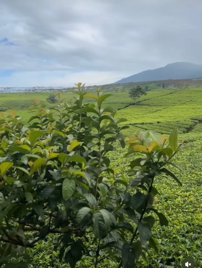 Wisata Kebun Teh Kabawetan Kepahiang, Sejuk & Instagramable!