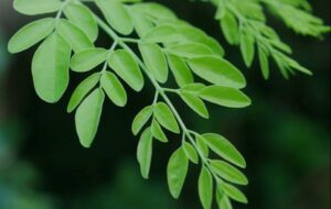 Daun Kelor: Tanaman Herbal Kaya Khasiat, Inovasi Bengkulu!
